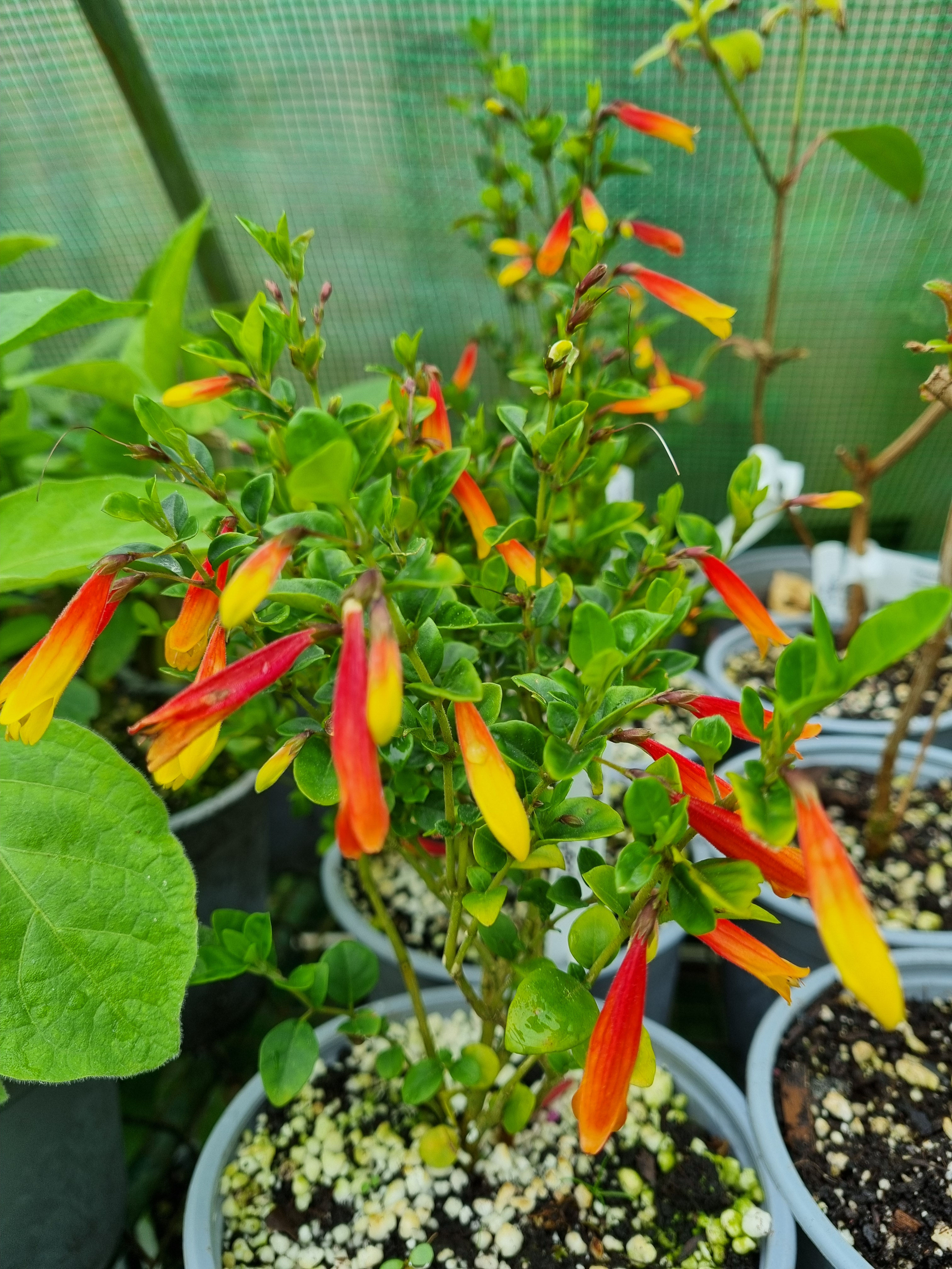 Justicia floribunda (Brazilian Fuchsia)
