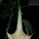 Thumbnail: Brugmansia 'Kurpark Bad Salzschlirf' 