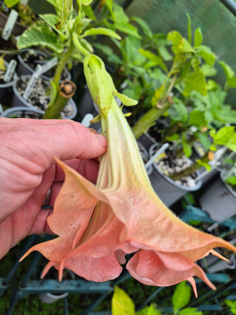Thumbnail: Brugmansia 'SB Nicole'
