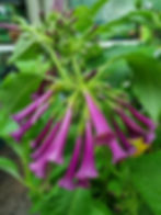 Thumbnail: Iochroma cyaneum 'deep purple' 