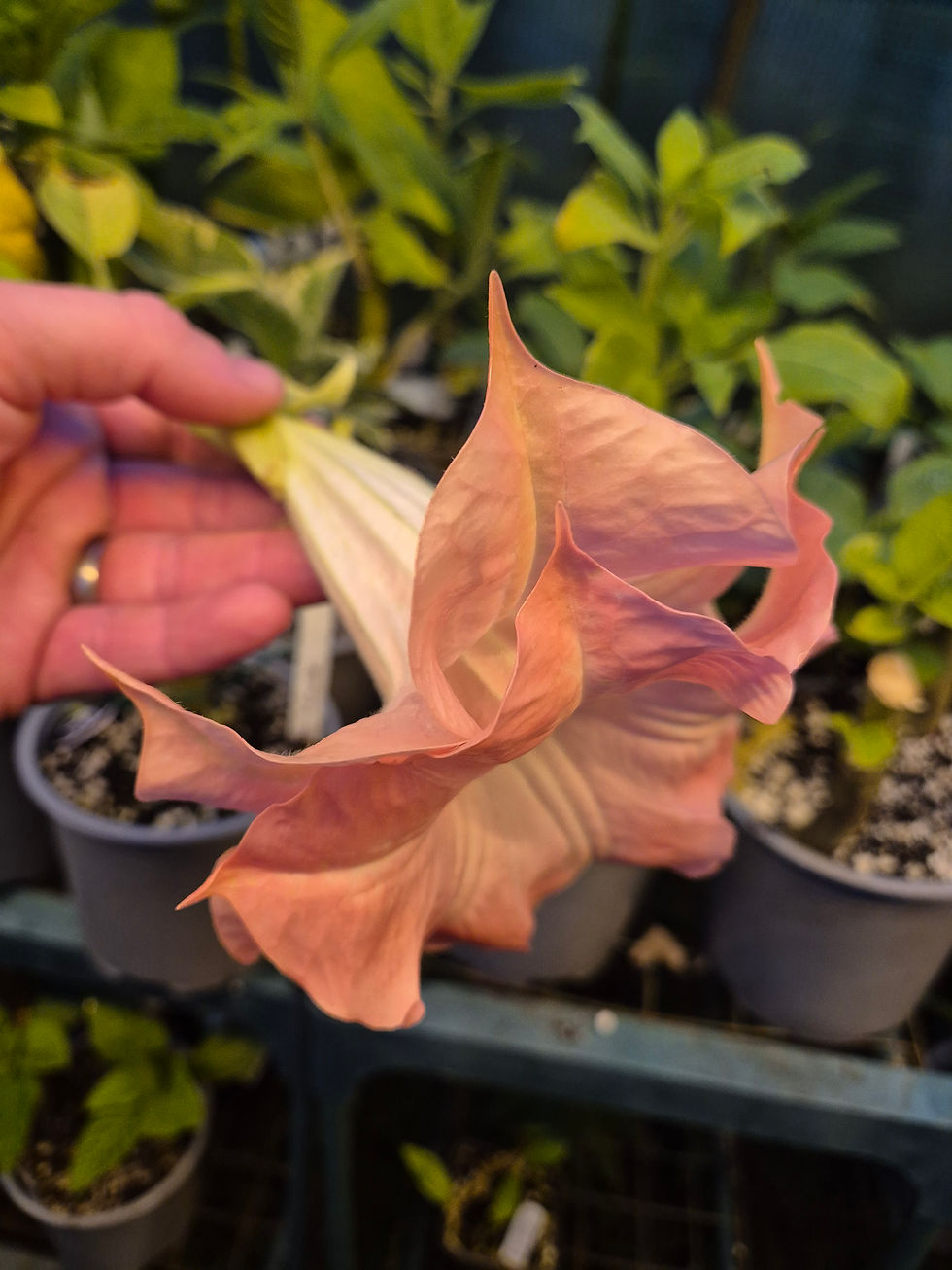Thumbnail: Brugmansia 'SB Nicole'