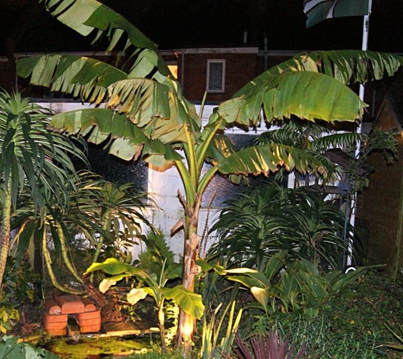 Thumbnail: Musa Basjoo (Hardy Japanese Banana)