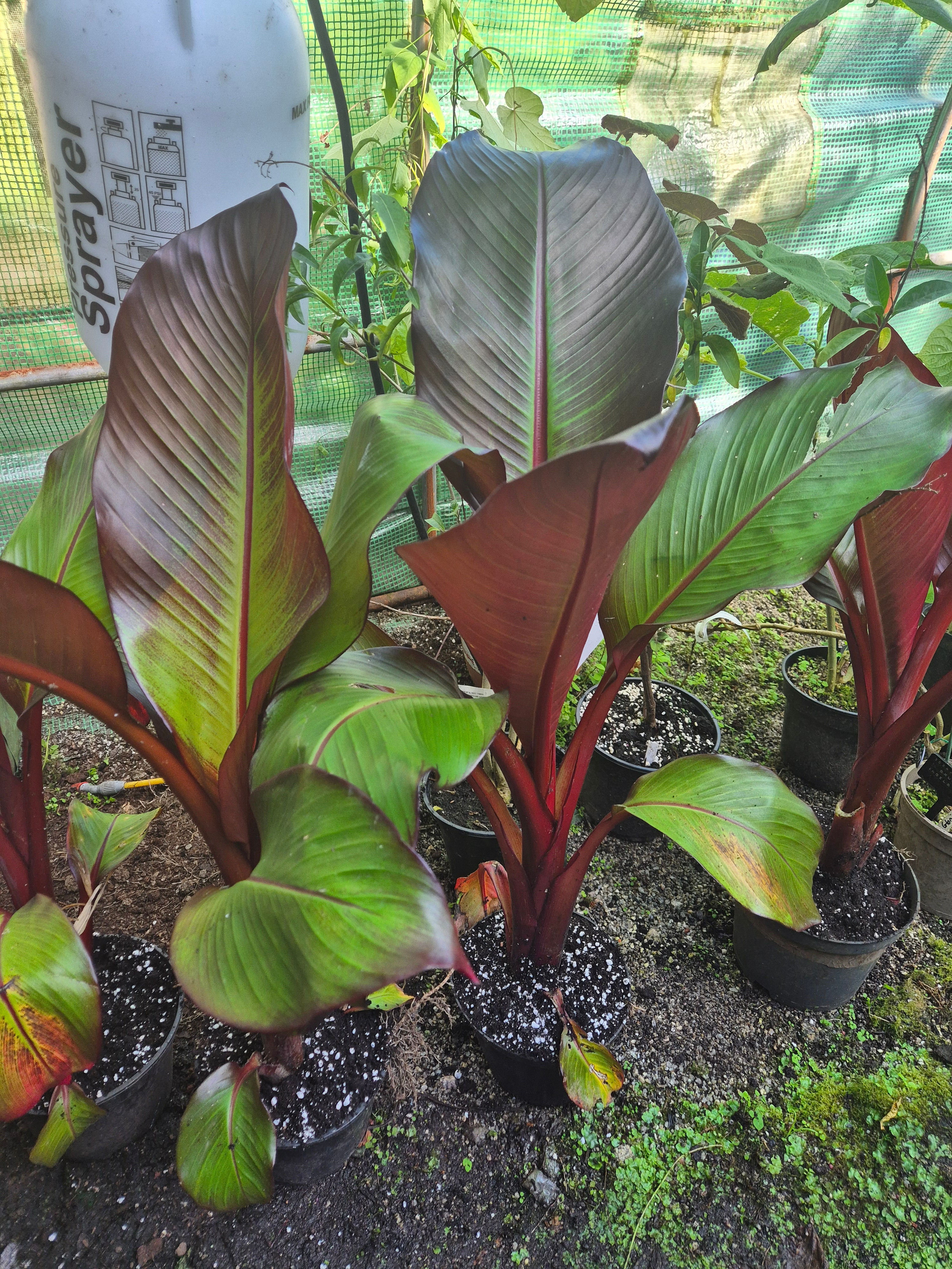 Ensete ventricosum 'Maurelii'