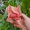 Thumbnail: Brugmansia 'Angels Jubilee'