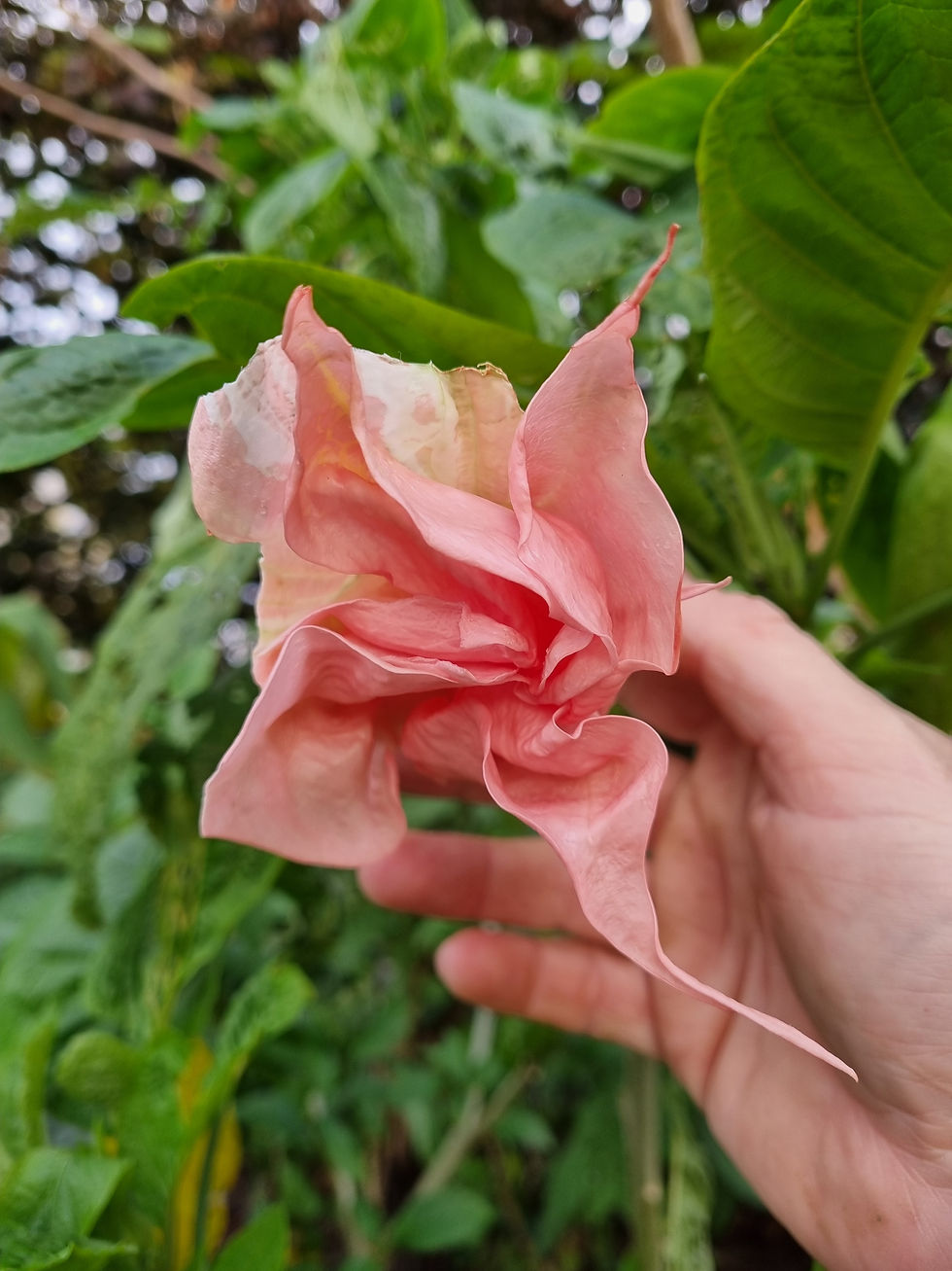 Brugmansia 'Angels Jubilee'