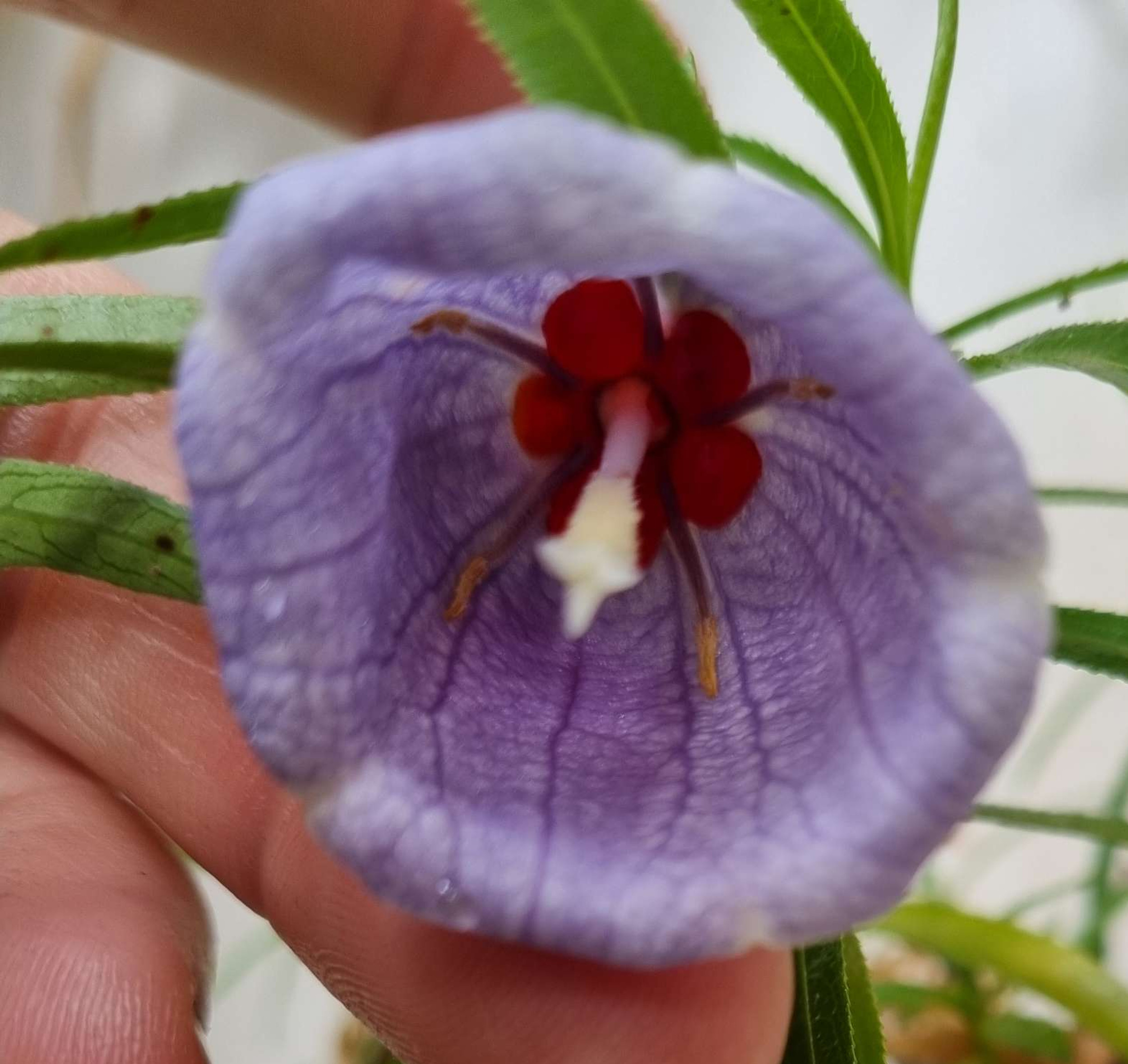 Buy Rare Unusual Plants | Exotic Looking Plants for UK