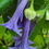 Thumbnail: Trozelia grandiflora (syn. Iochroma grandiflora)