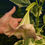 Thumbnail: Brugmansia 'Katrin Bonte'