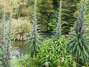 Embrace the Unexpected: The Enchanting Echium Pininana