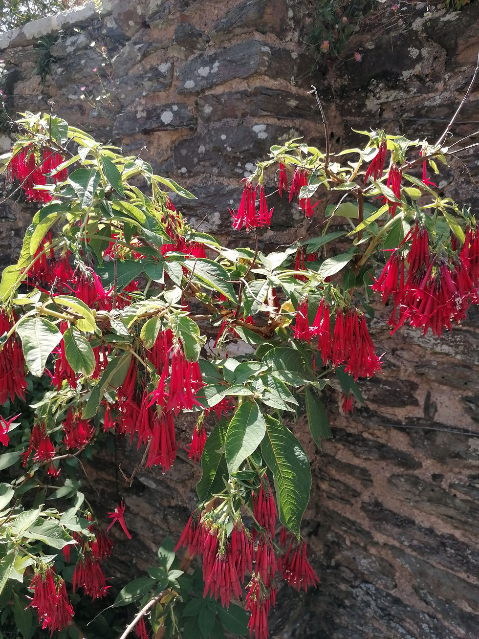Thumbnail: Fuchsia boliviana