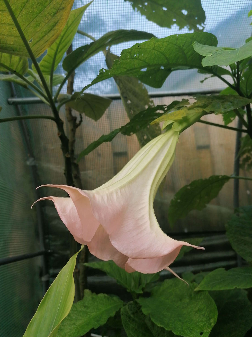Thumbnail: Brugmansia 'Sonnenaufgang'