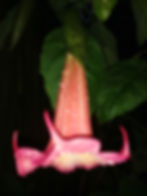 Thumbnail: Brugmansia 'Lilac Touch' DEAD - Need to Re-source
