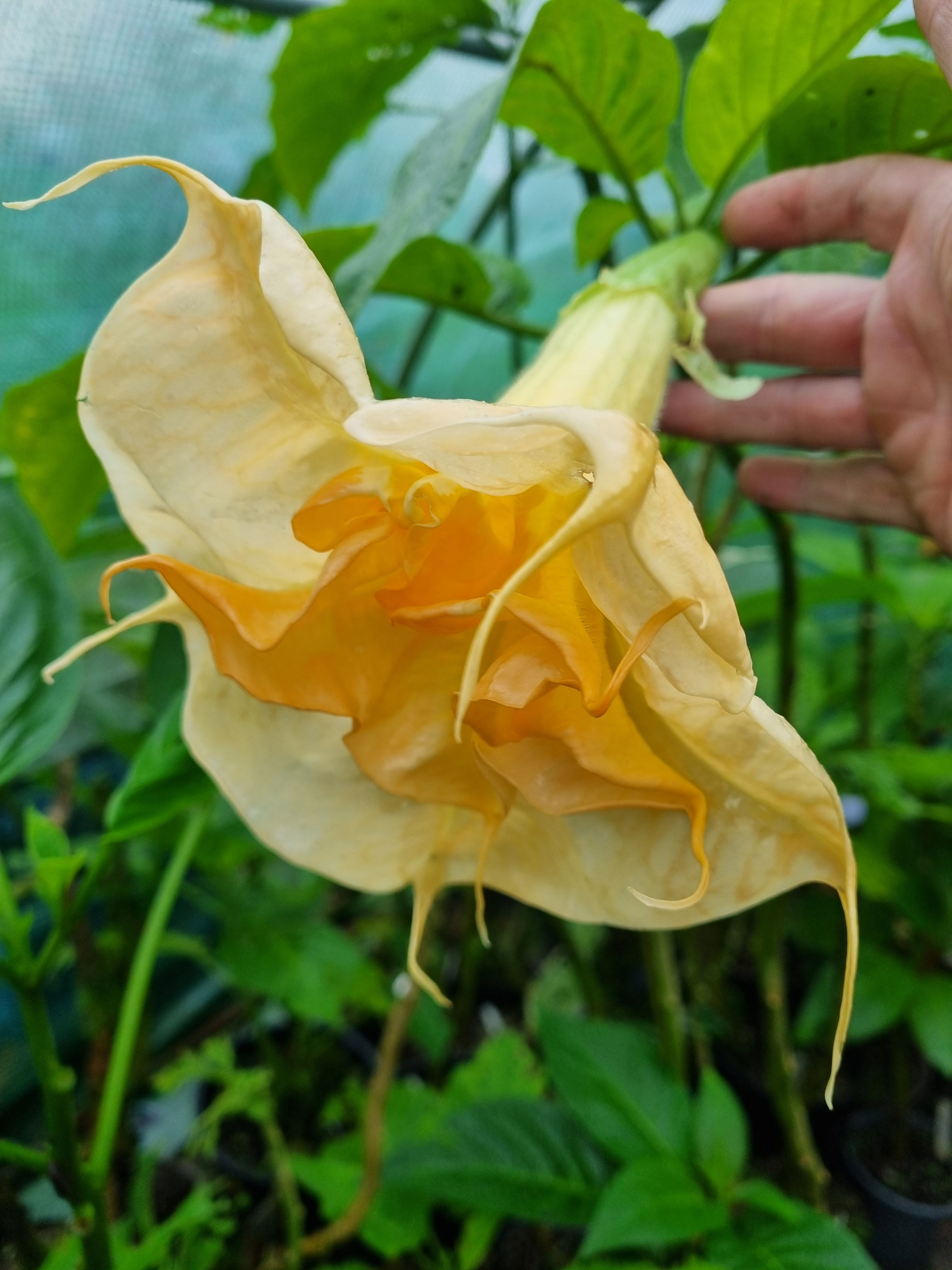 Brugmansia 'Angie Leigh'
