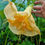 Thumbnail: Brugmansia 'Angie Leigh'