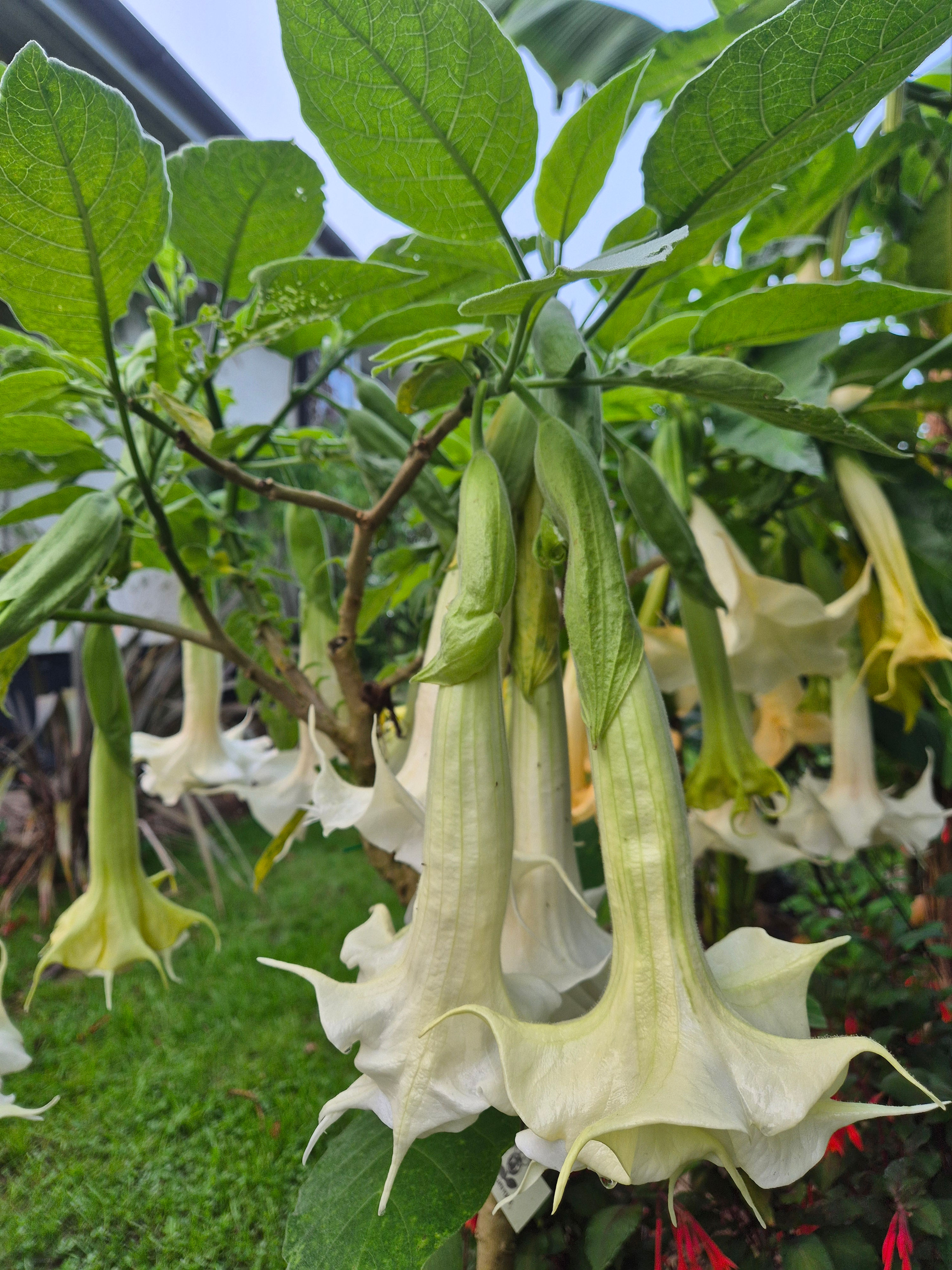 Brugmansia 'Knightii'