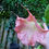 Thumbnail: Brugmansia 'Pink Dragon'