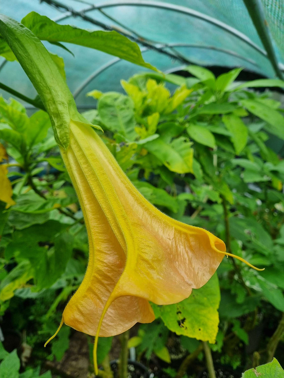 Thumbnail: Brugmansia 'Aube Sanguine'