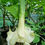Thumbnail: Brugmansia 'Angels Flight'