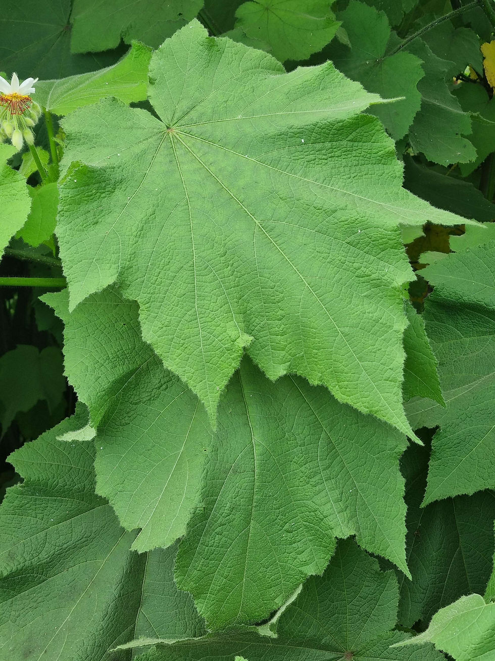 Thumbnail: Sparrmannia africana