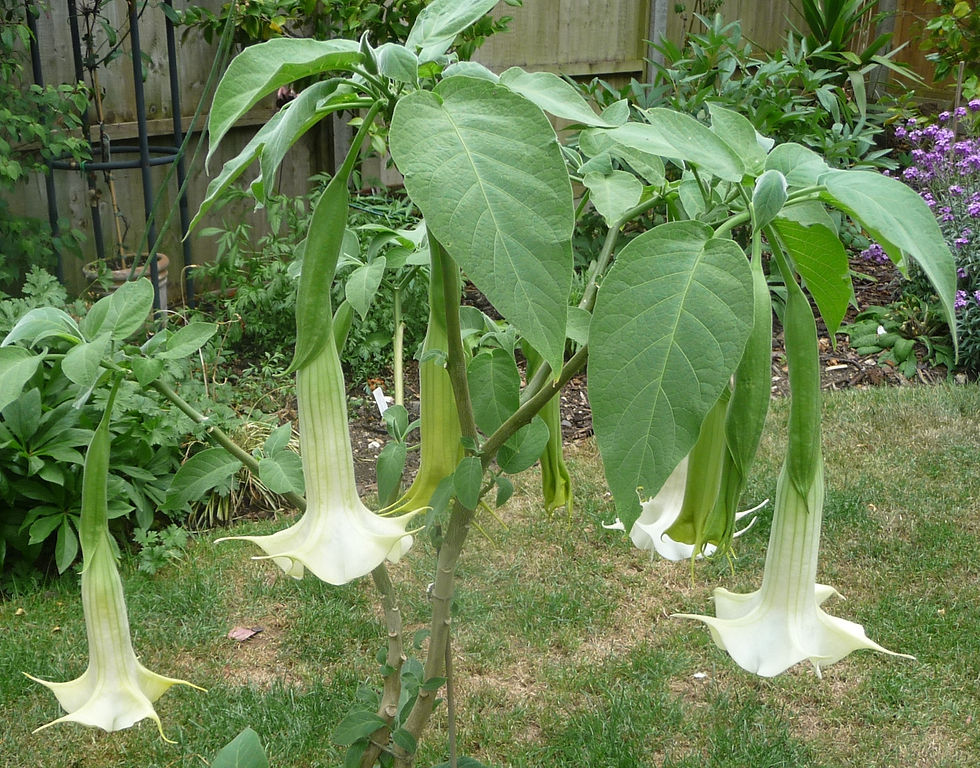 Thumbnail: Brugmansia 'Knightii'