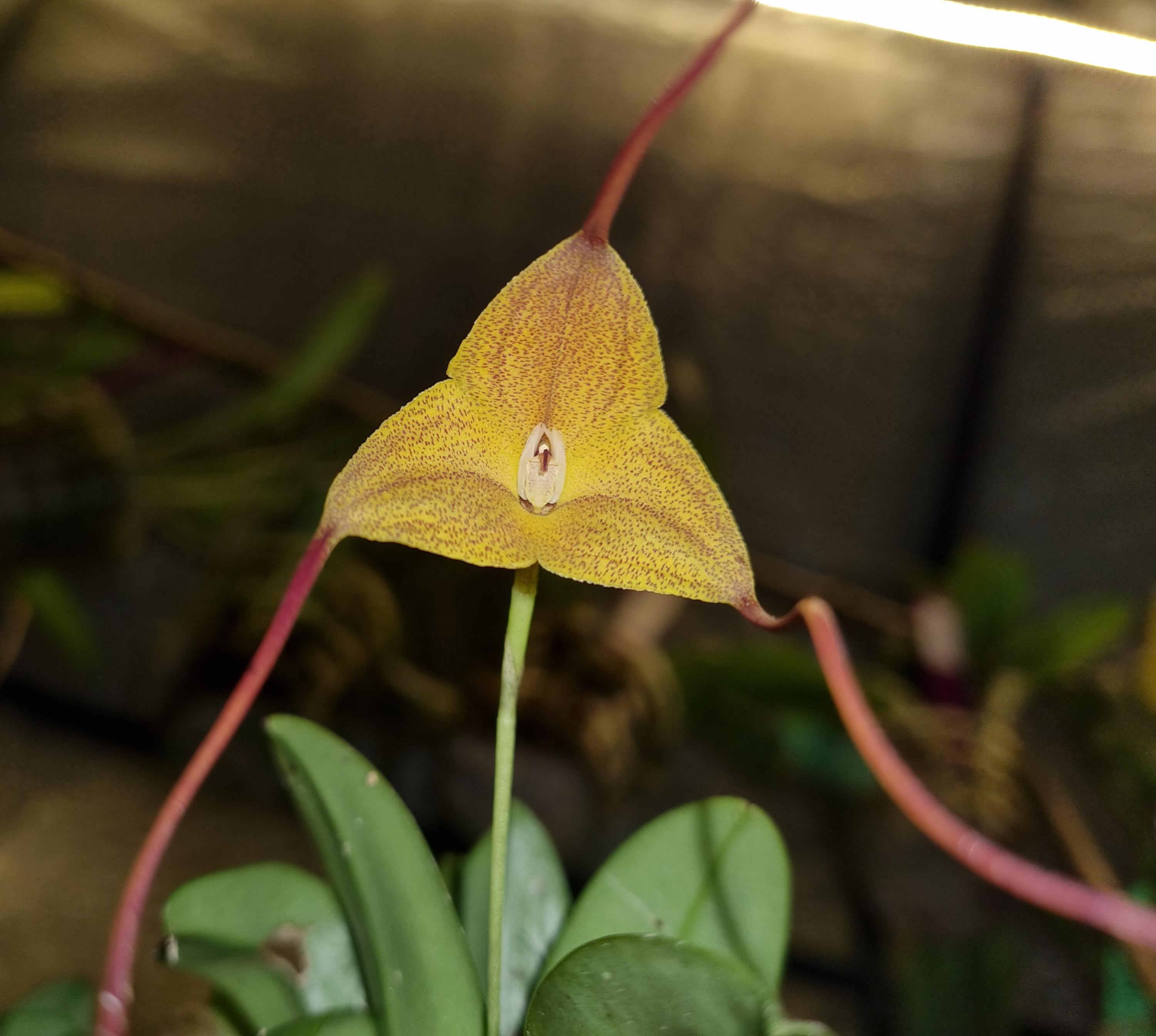 Masdevallia triangularis (Peru 2000m)