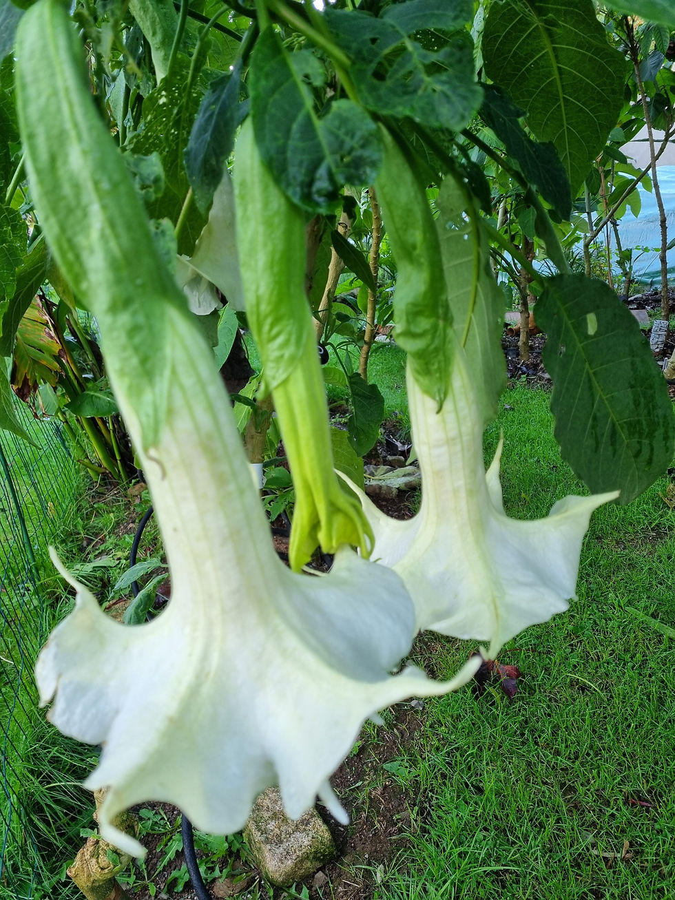 Thumbnail: Brugmansia 'Knightii'