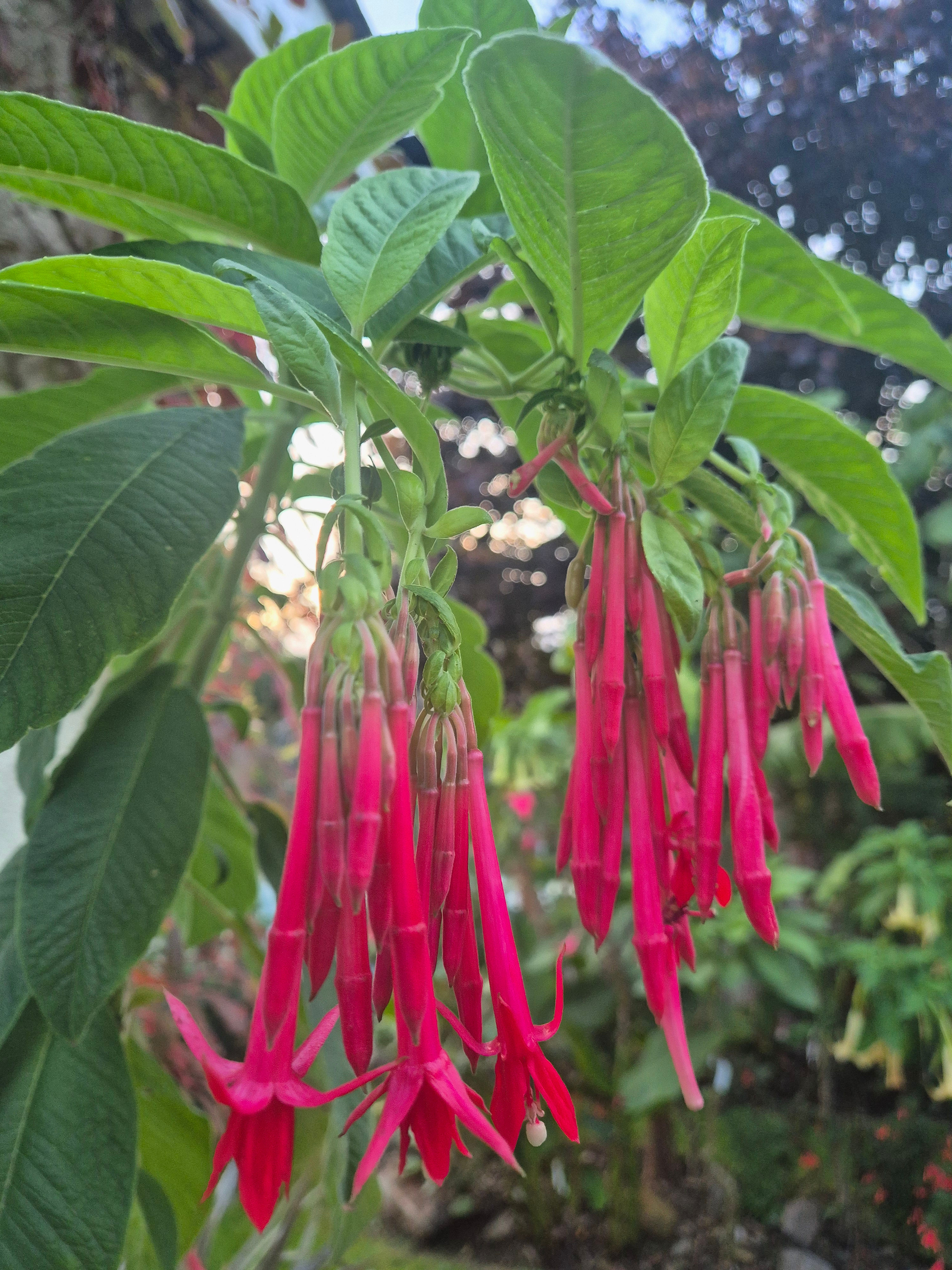 Fuchsia boliviana 'Pink Cornet'