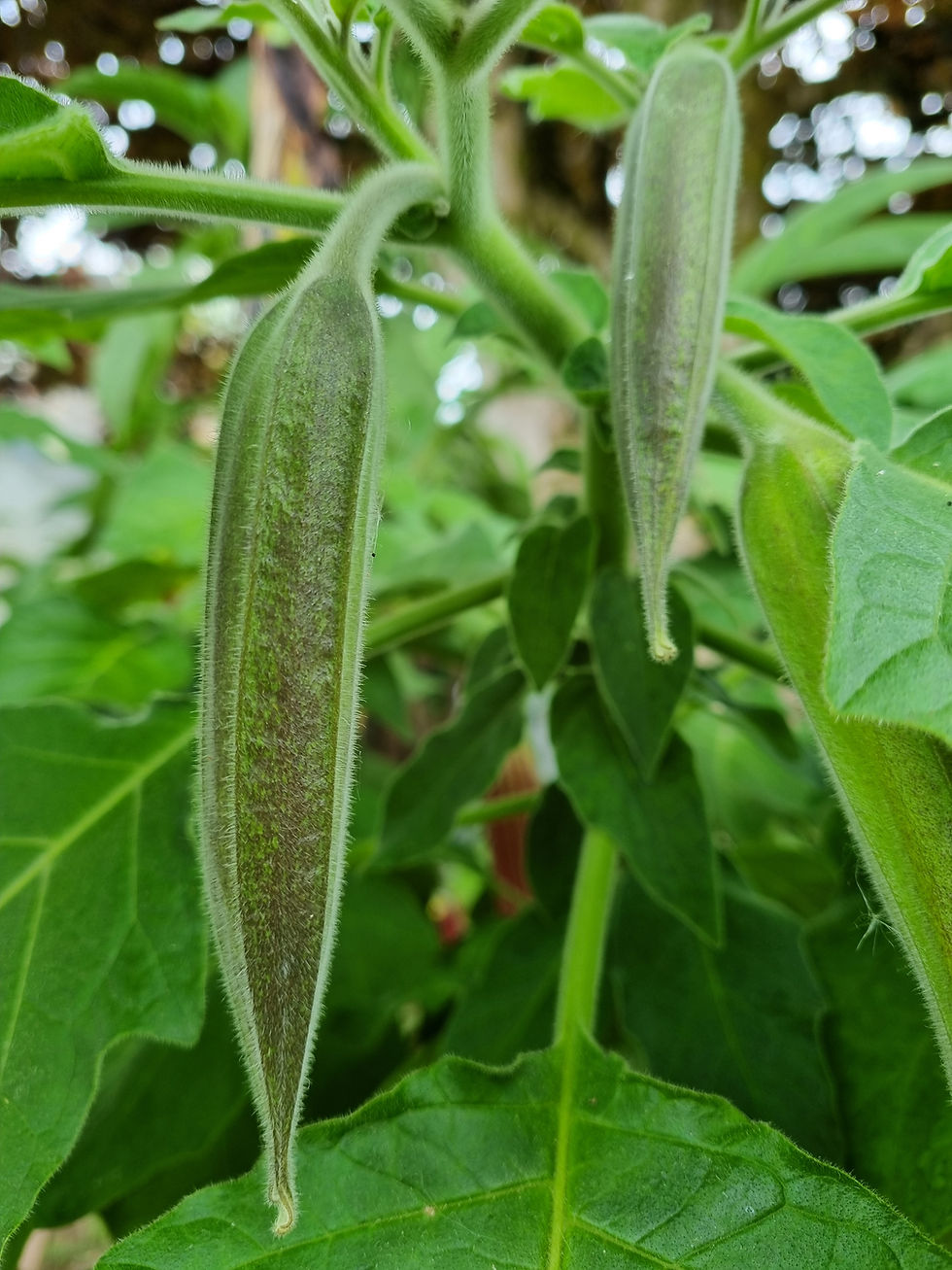Thumbnail: Brugmansia 'Artus'