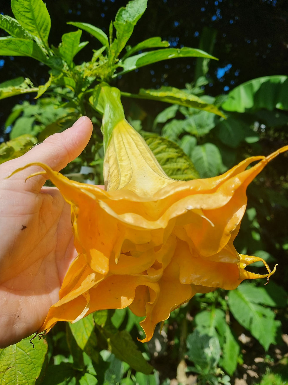 Thumbnail: Brugmansia 'Triple Orange' 