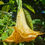 Thumbnail: Brugmansia 'Triple Orange'