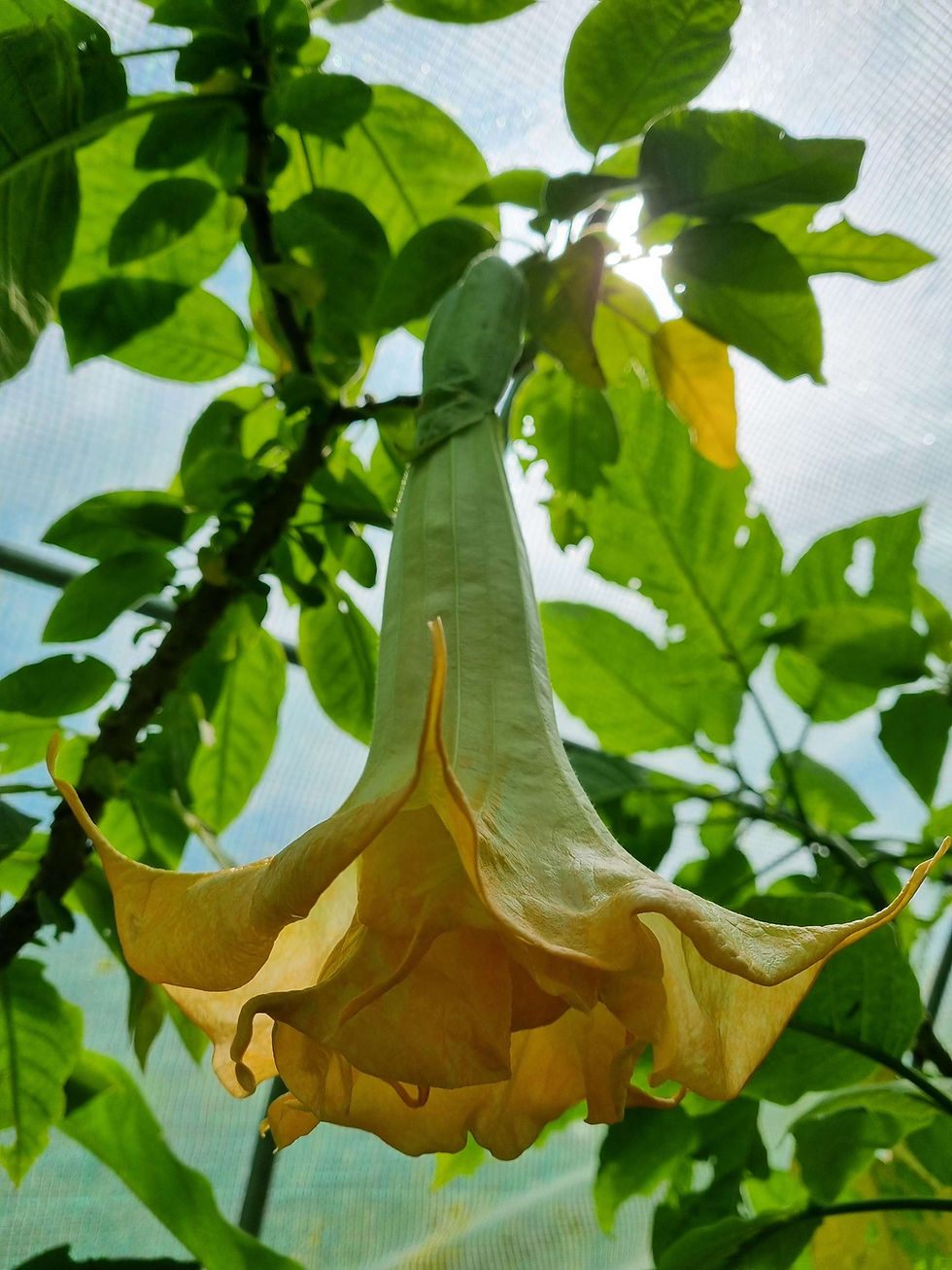Thumbnail: Brugmansia 'Full Lemon Magic'