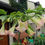Thumbnail: Brugmansia suaveolens  Pink