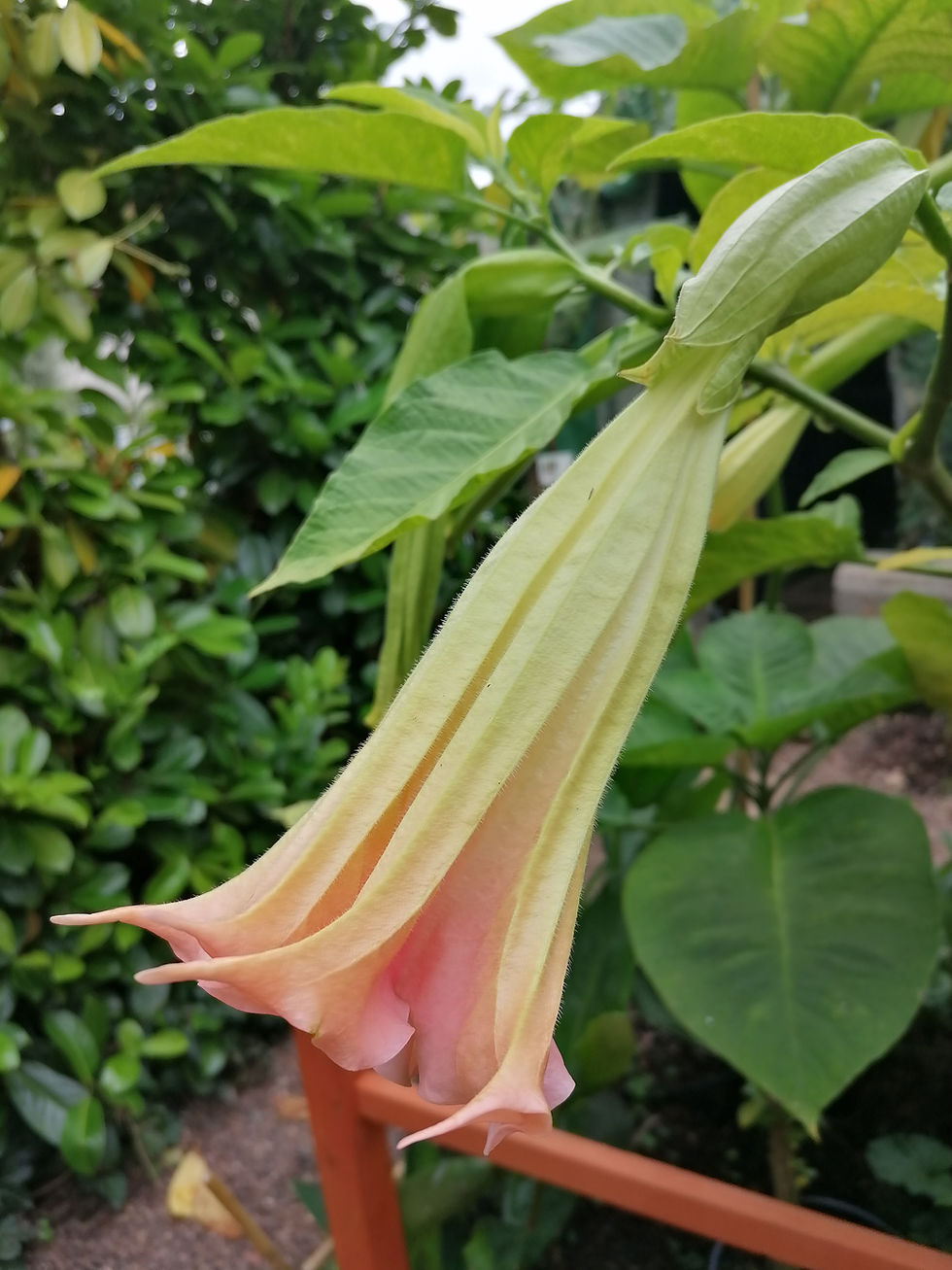 Thumbnail: Brugmansia 'Pink Delight'