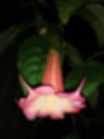 Thumbnail: Brugmansia 'Lilac Touch' DEAD - Need to Re-source