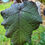 Thumbnail: Cyphomandra corymbiflora (Hardy Tamarillo) 