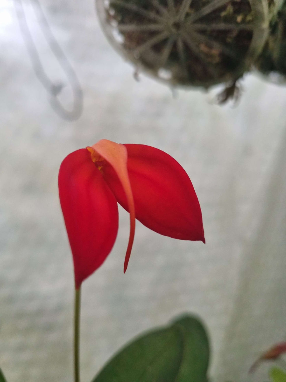 Thumbnail: Masdevallia ignea (Colombia 3000m) 
