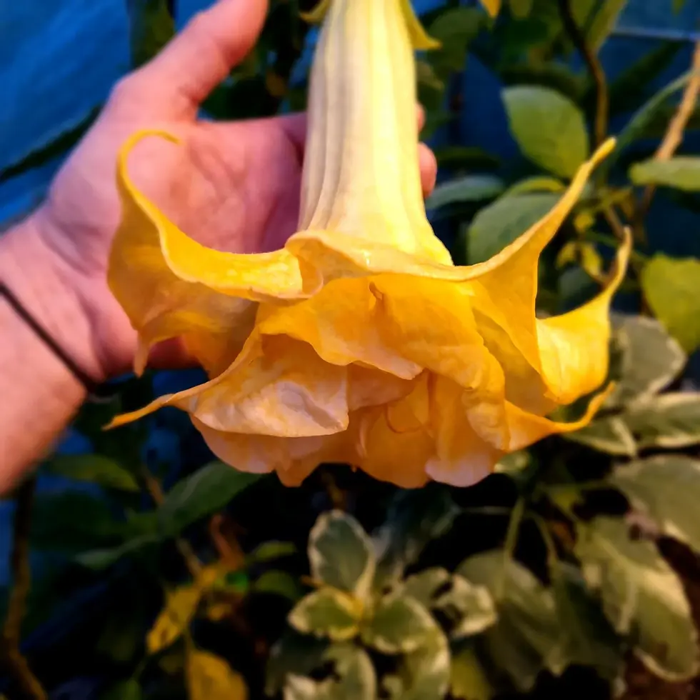 Thumbnail: Brugmansia 'Full Lemon Magic'