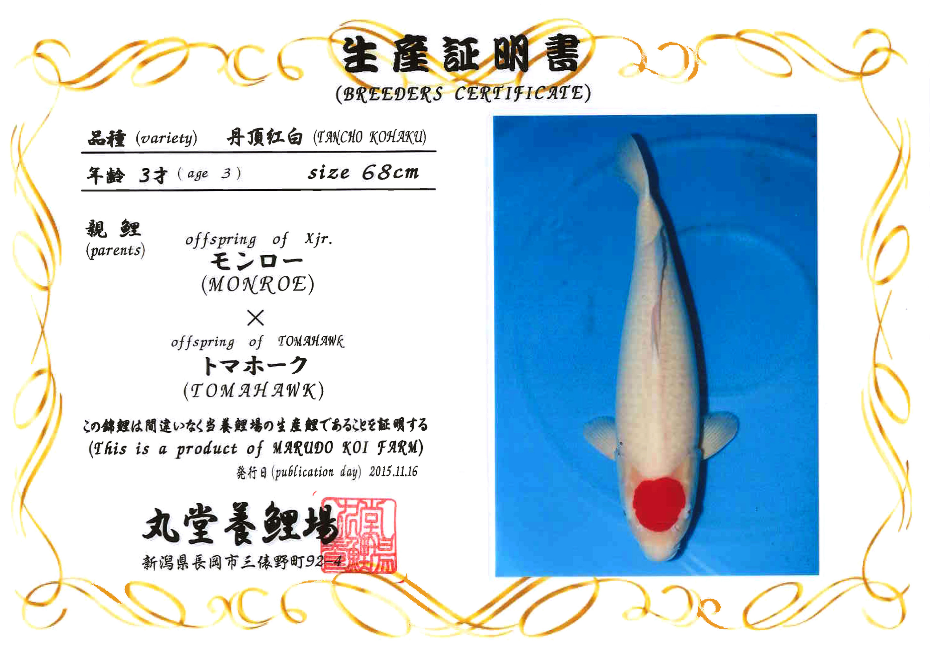 Tancho Kohaku 68cm 3yrs