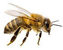 abeille