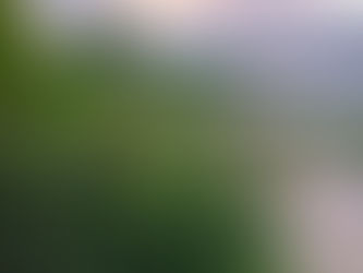 Floral Twilight