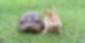 The Tortoise and the Hare Revisited