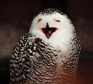 happy owl (2).jpg