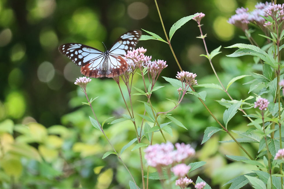 シャンプーの香り