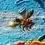 Thumbnail: Love story of two bumblebees