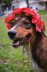 Perros y perras (2).jpg