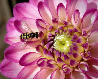 HC-Aldo Clements-Stationary Syrphid.jpg