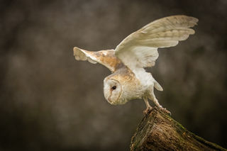 HC_1 point_Gary Clements_Barn Owl -Tyto alba.jpg