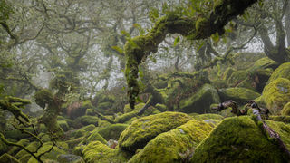 4th - Carolyn Moore - A Carpet Of Moss.jpg