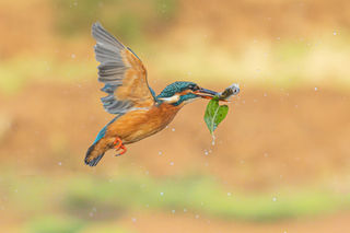 Best Colour Image- Gary Clements-Fish salad for tea.jpg