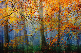 Late Autumn Woodland by Janet Miles 